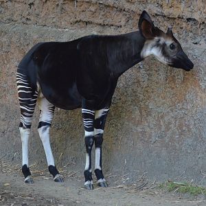 Okapi
