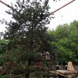 Topeka Zoo 2011 - Bald Eagle Exhibit