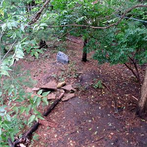 Topeka Zoo 2011 - Arctic Fox Exhibit