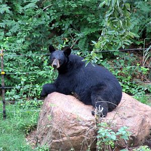 Topeka Zoo 2011 - American Black Bear