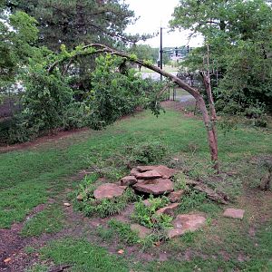 Topeka Zoo 2011 - American Black Bear Exhibit