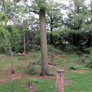 Topeka Zoo 2011 - American Black Bear Exhibit
