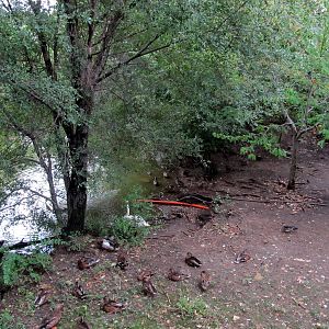 Topeka Zoo 2011 - Waterfowl Exhibit