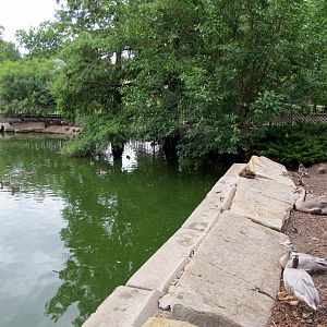 Topeka Zoo 2011 - Waterfowl Exhibit