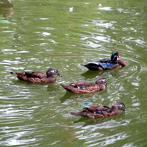 Topeka Zoo 2011 - Wood Ducks