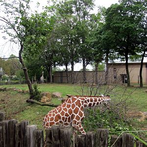 Topeka Zoo 2011 - Reticulated Giraffe Exhibit