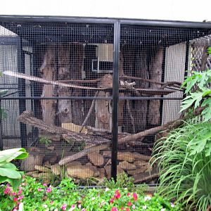 Topeka Zoo 2011 - Outdoor Fishing Cat Exhibit