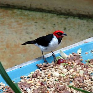 Topeka Zoo 2011 - Red-capped Cardinal