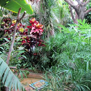 Topeka Zoo 2011 - Tropical Rainforest