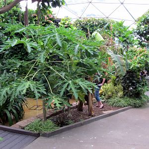 Topeka Zoo 2011 - Tropical Rainforest
