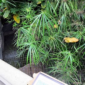 Topeka Zoo 2011 - Dwarf Caiman Exhibits