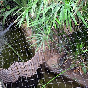 Topeka Zoo 2011 - Dwarf Caiman Exhibits