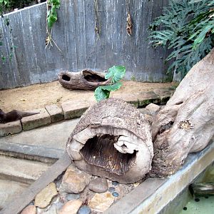 Topeka Zoo 2011 - Asian Small-clawed Otter Exhibit