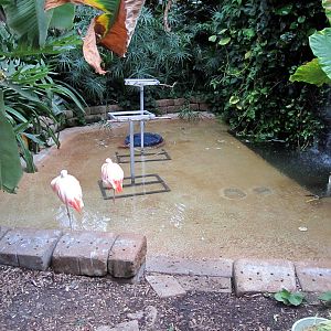Topeka Zoo 2011 - Pool in Tropical Rainforest