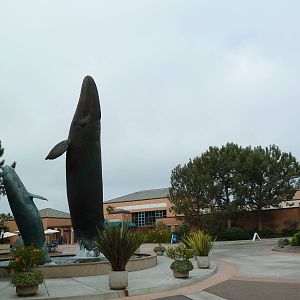 Entrance - Gray Whale Statues
