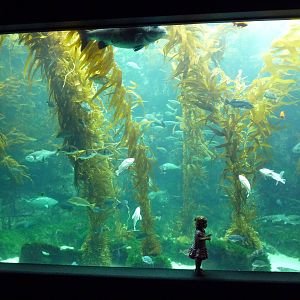 Kelp Forest Exhibit