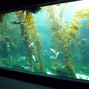 Kelp Forest Exhibit