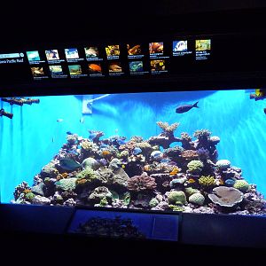 Western Pacific Reef Exhibit
