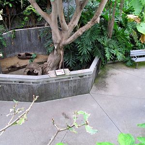 Topeka Zoo 2011 - Asian Small-clawed Otter Exhibit