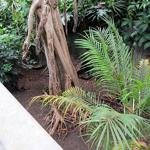 Topeka Zoo 2011 - Greater Malayan Chevrotain Exhibit