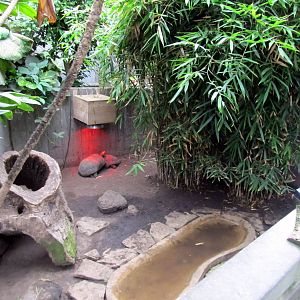 Topeka Zoo 2011 - Red-footed Tortoise Exhibit