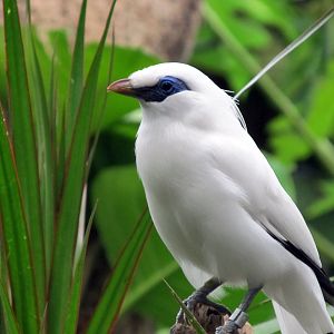 Topeka Zoo 2011 - Bali Mynah