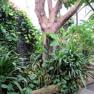 Topeka Zoo 2011 - Tropical Rainforest