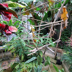 Topeka Zoo 2011 - Tropical Rainforest