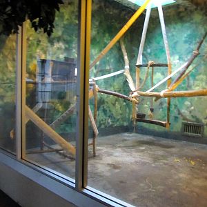 Topeka Zoo 2011 - Black and White Ruffed Lemur Exhibit