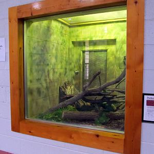 Topeka Zoo 2011 - Solomon Island Skink Exhibit