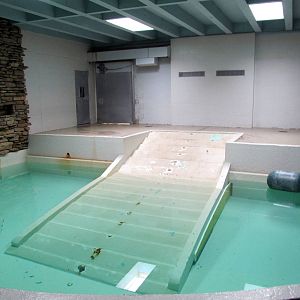 Topeka Zoo 2011 - Hippopotamus Indoor Pool