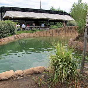 Topeka Zoo 2011 - Hippopotamus Outdoor Pool