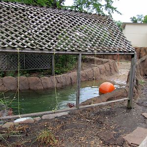 Topeka Zoo 2011 - Hippopotamus Outdoor Pool