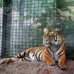 Topeka Zoo 2011 - Sumatran Tiger