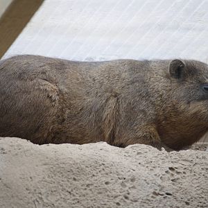 Cape rock hyrax