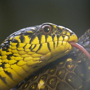 King ratsnake