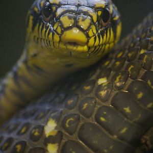 King ratsnake