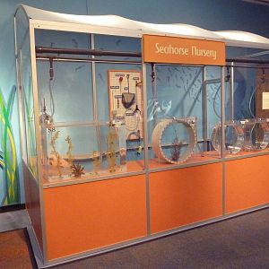 Seahorse Gallery