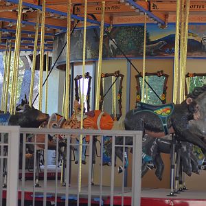 Conservation Carousel