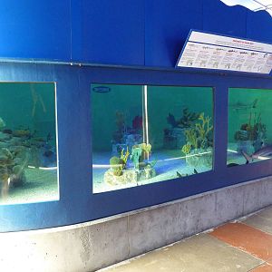 Shark Tank (7 Species)