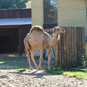 Zoo Wrocław 21.08.2011