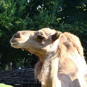 Zoo Wrocław 21.08.2011