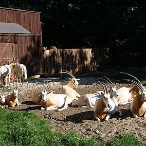 Zoo Wrocław 21.08.2011