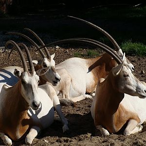 Zoo Wrocław 21.08.2011