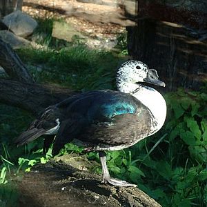 Zoo Wrocław 21.08.2011