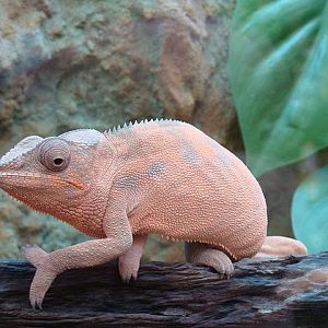 Zoo Wrocław 21.08.2011