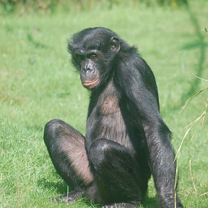 Bonobo