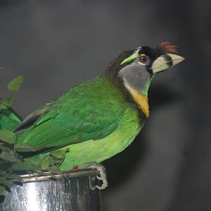 Fire-tufted barbet