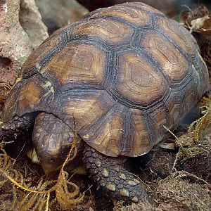 Zoo Wrocław 21.08.2011