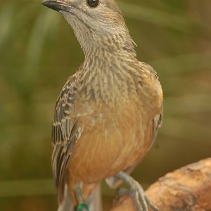 Fawn-breasted Bowerbird